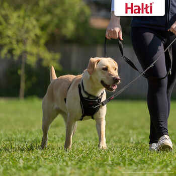 Halti No Pull Harness for Dogs - Medium