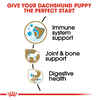 Royal Canin Breed Health Nutrition Dachshund Puppy Dry Dog Food - 2.5 lb Bag
