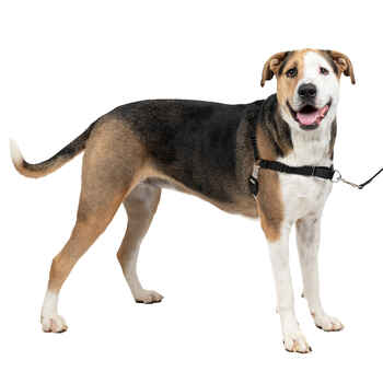 PetSafe Easy Walk Harness No Pull Dog Harness - Extra Large - Black/Silver product detail number 1.0