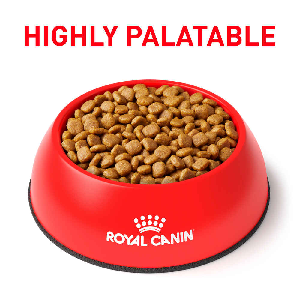 Royal Canin Veterinary Diet Canine Renal Support A Dry Dog Food