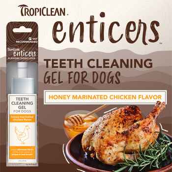 TropiClean Enticers Teeth Cleaning Gel for Dogs Honey/Chicken 2 oz
