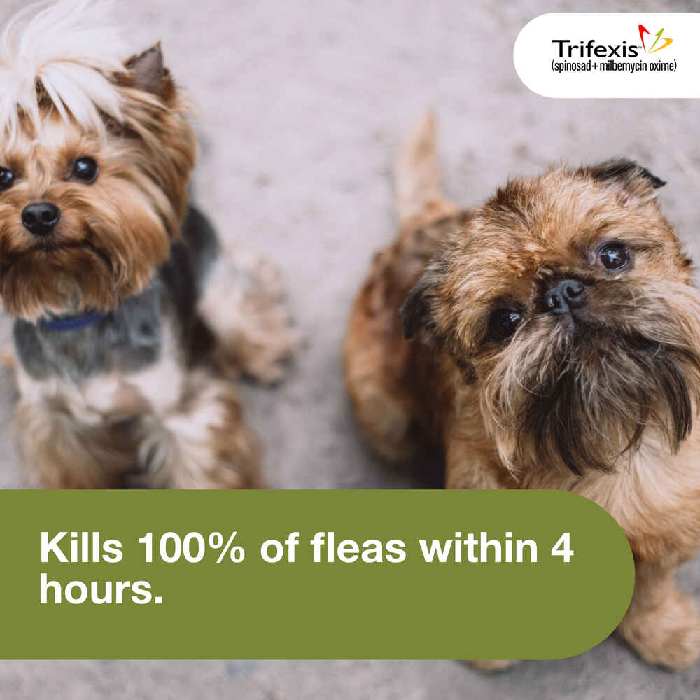 Trifexis 6pk Dog 510 lbs