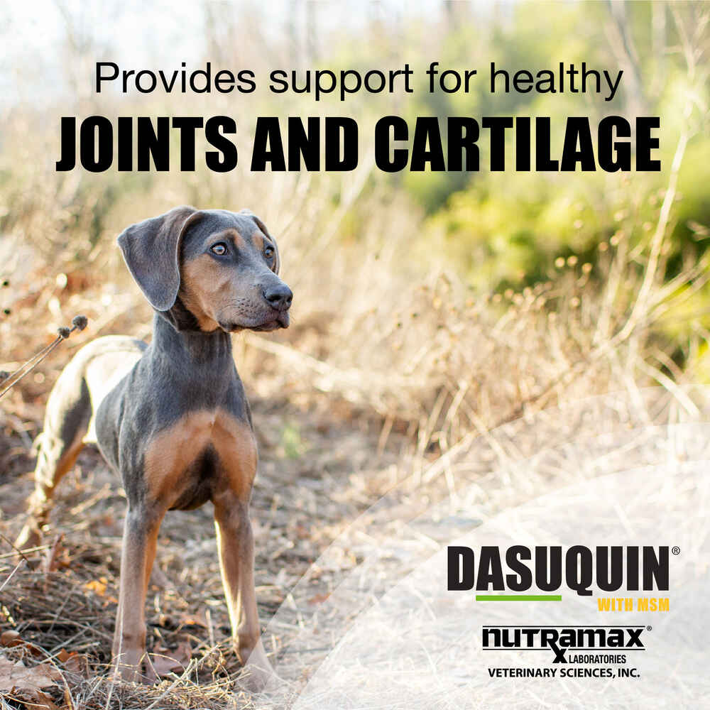 Dasuquin with MSM for Dogs | 1800PetMeds