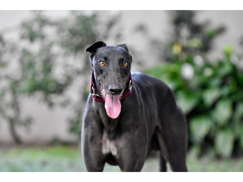 Greyhounds Care Guide and Breed Info