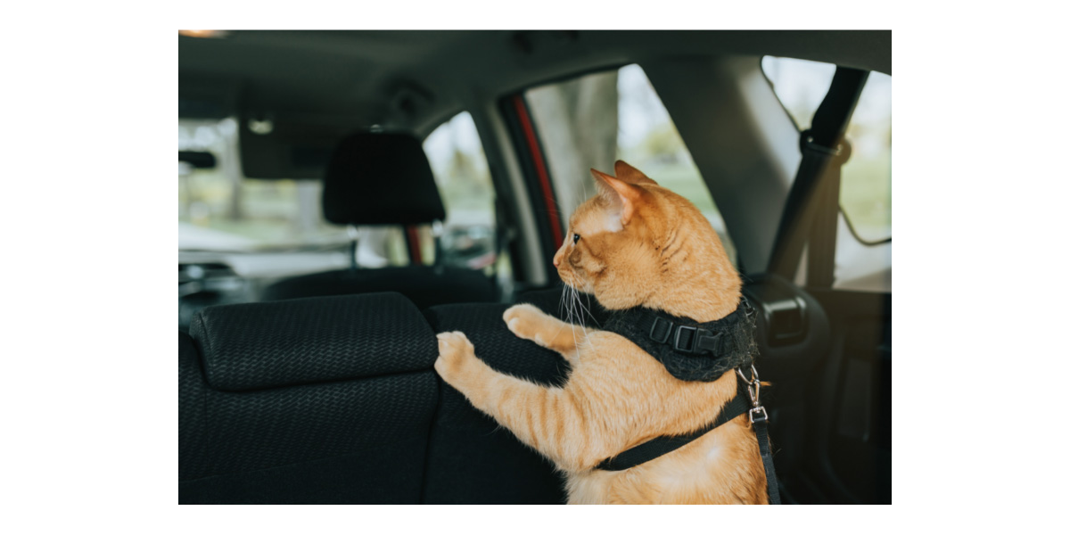 Road trips with pets Road trips with pets