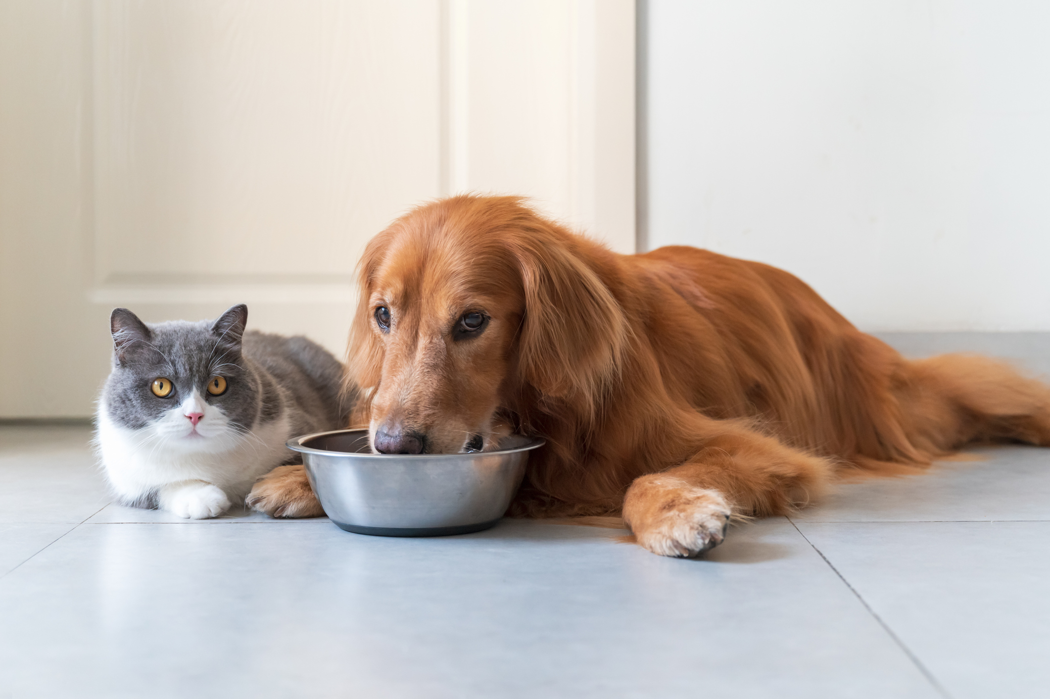 Golden Retriever drinking from a water bowl next to a British Shorthair cat