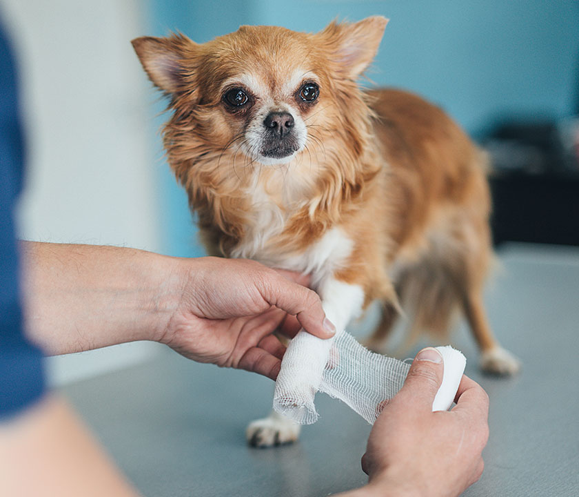 Pain management is essential to keeping arthritis pets on the move