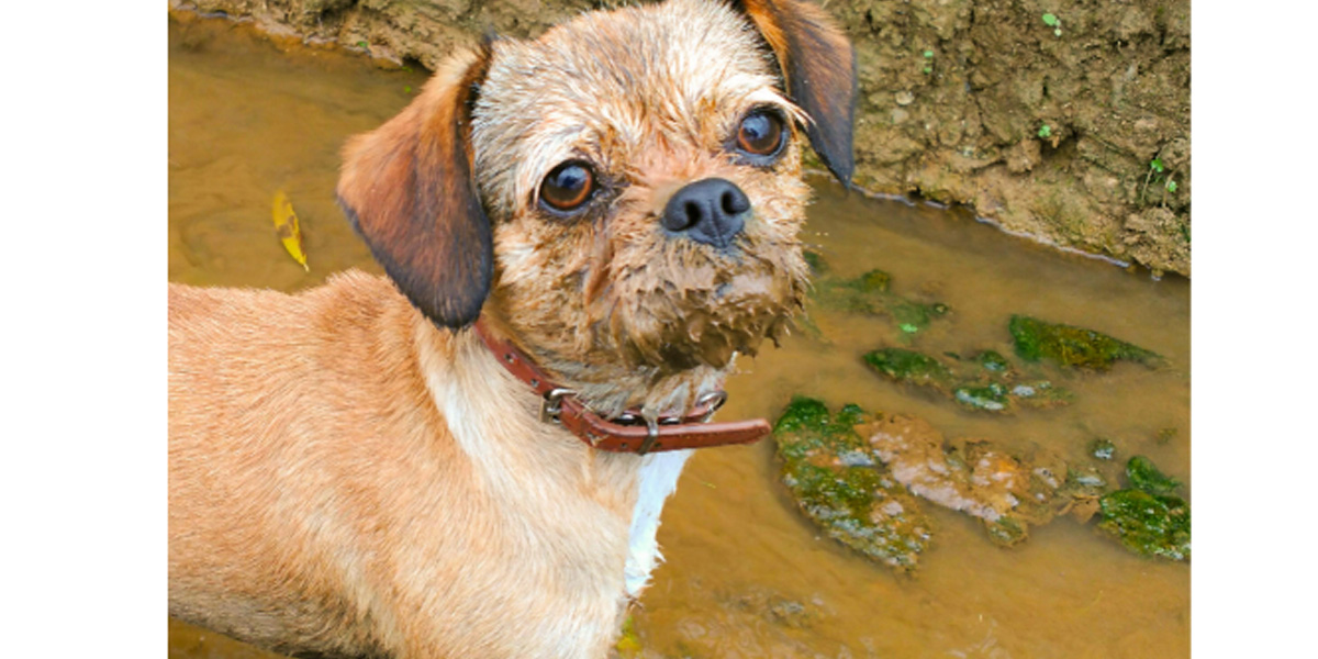 what do you do if your dog eats dirt