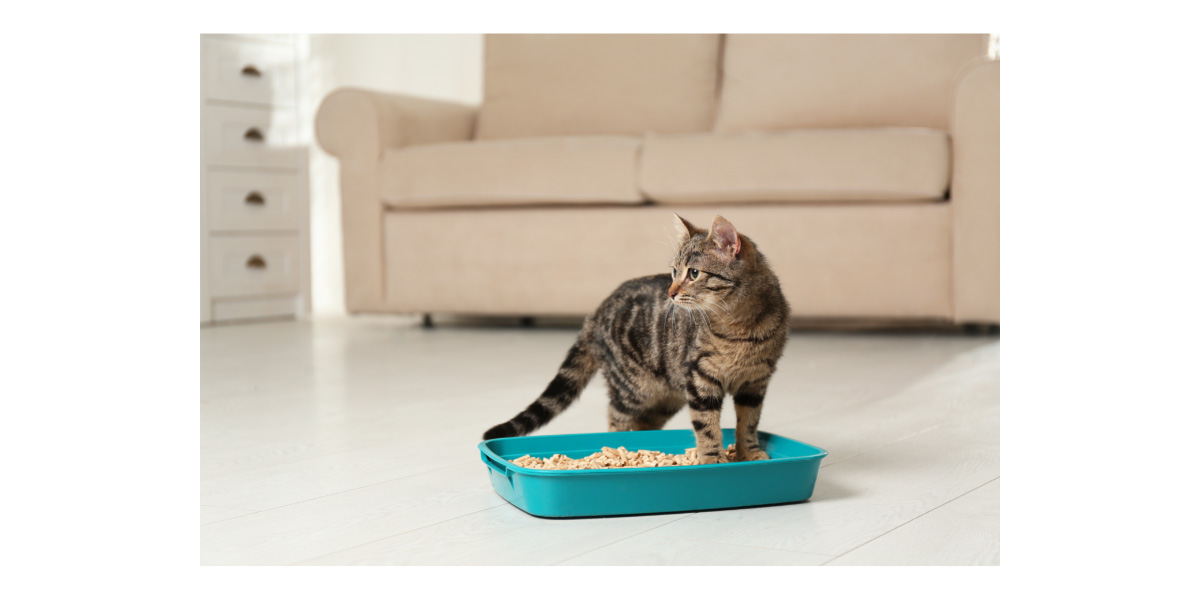 Digestive problems in cats