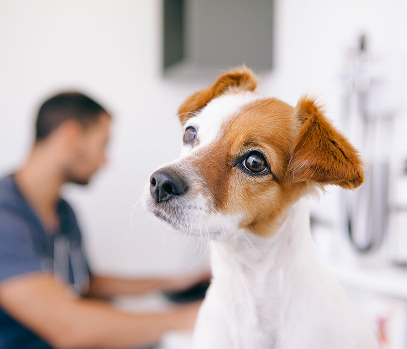 Your pet's digestive system is more than just the coming and going of food through their body