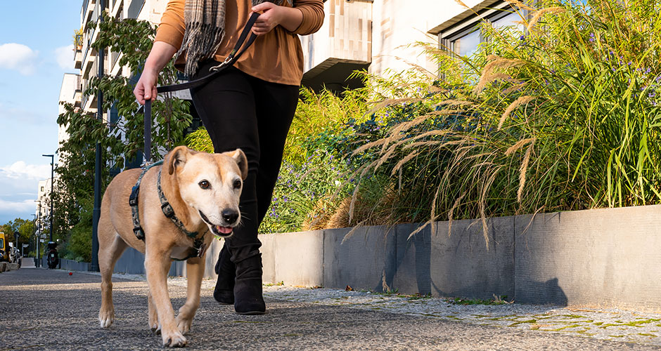 How Does Hill’s Perfect Weight Work?