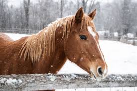 Brown horse in snowy field