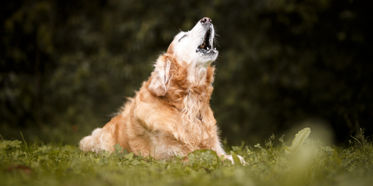 Why do dogs howl