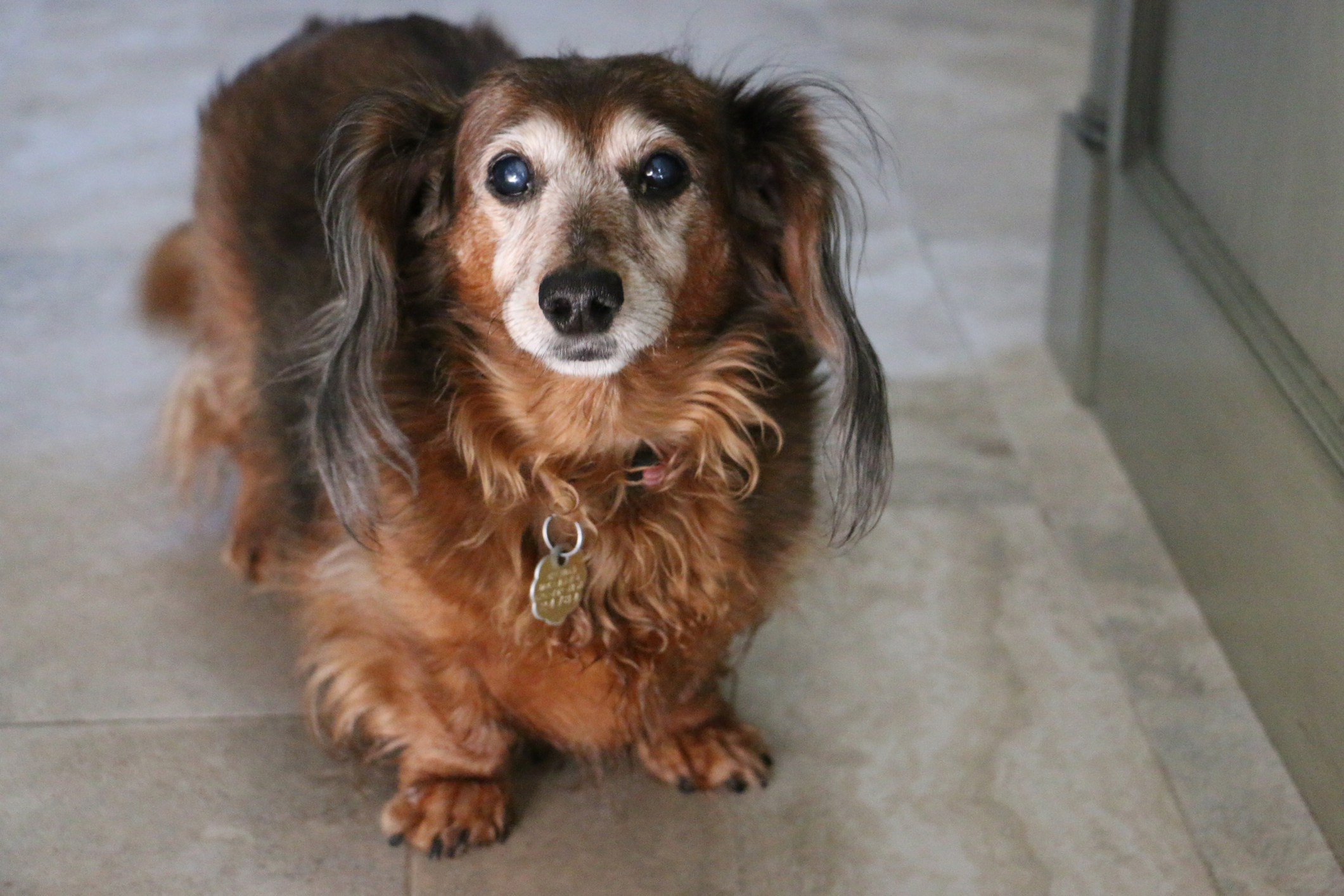 Senior dachshund with cataracts, a common condition in dogs with diabetes
