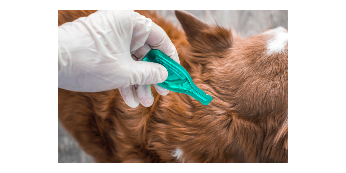 How to Apply Flea and Tick Medication