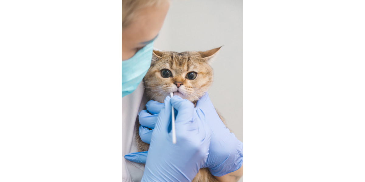 Periodontal disease in pets