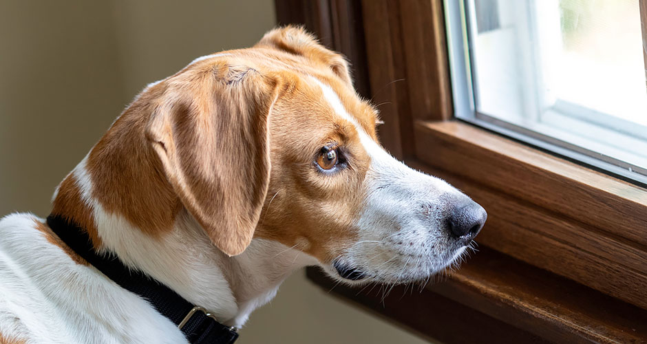 5 Science-Backed Ways To Ease Anxiety in Dogs