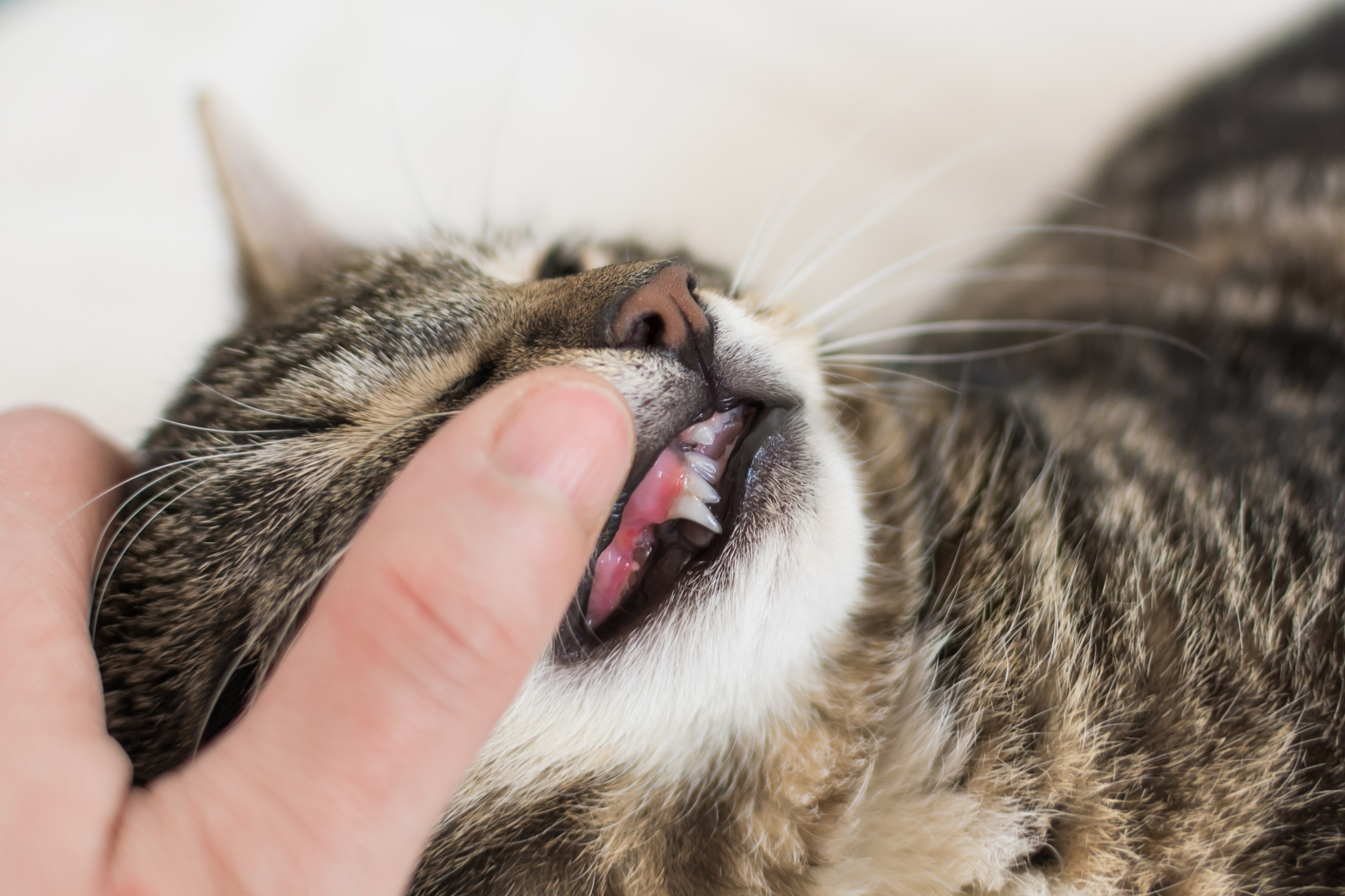 Closeup of tabby cat’s retained deciduous canine tooth