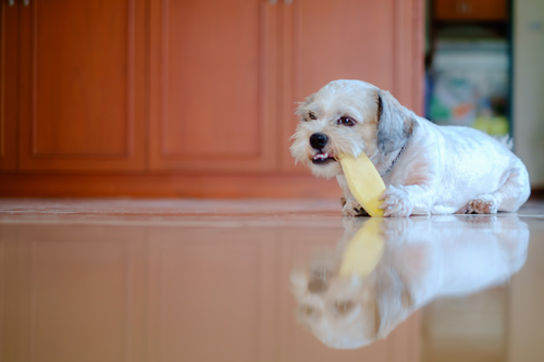 Small, white dog laying down chowing down on a piece of mango
