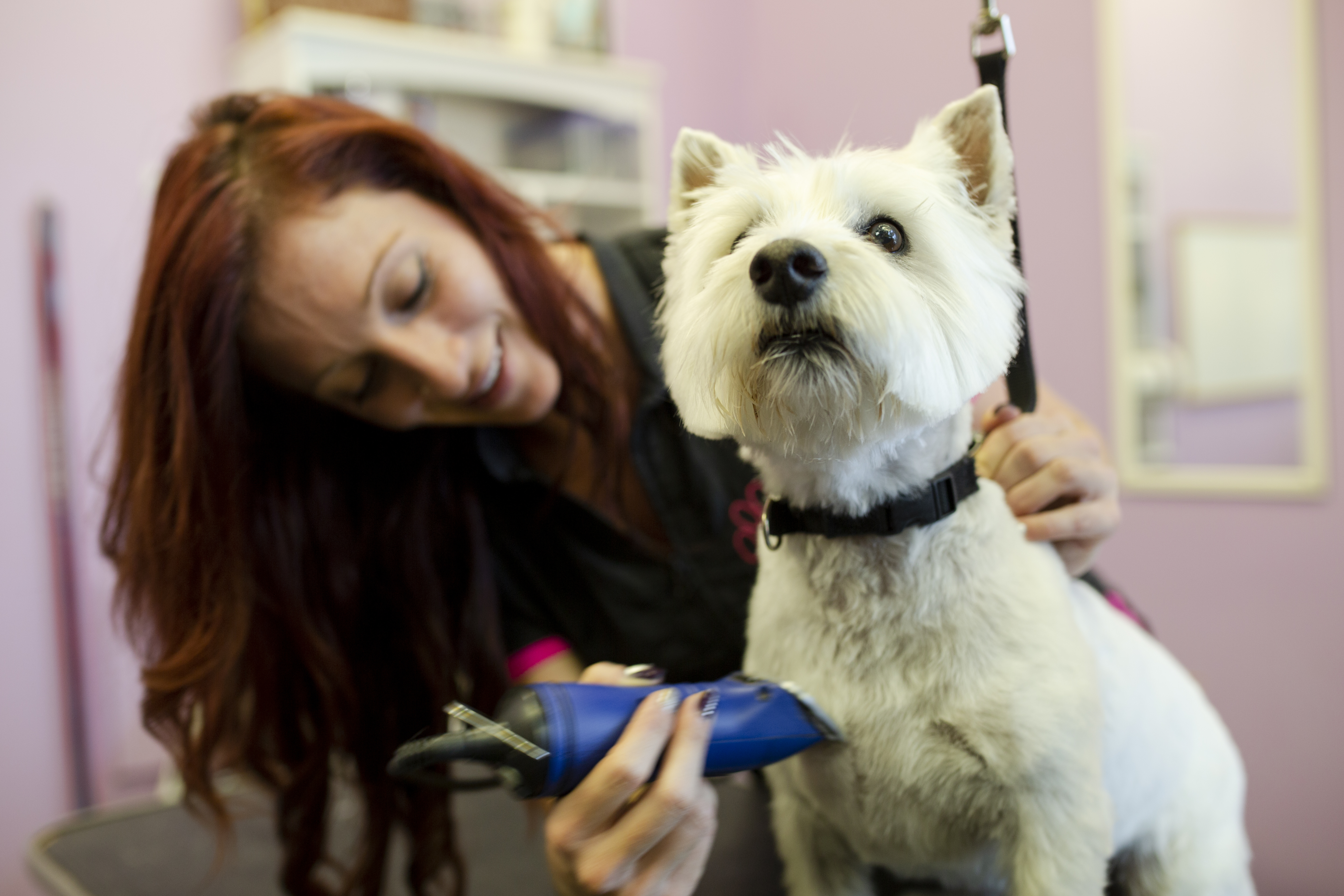 West highland white terrier sits while smiling groomer shaves his double coat to a short summer clip