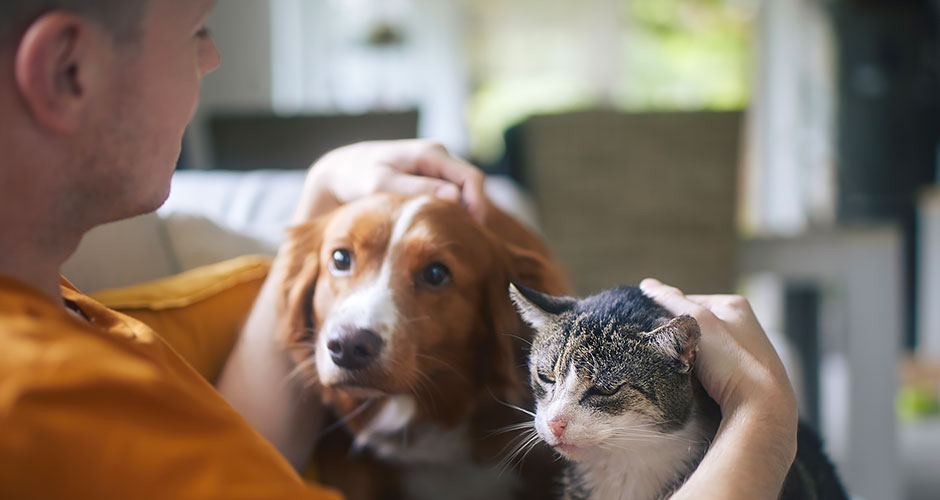 Do Fleas Transmit Disease To Pets and Their People?