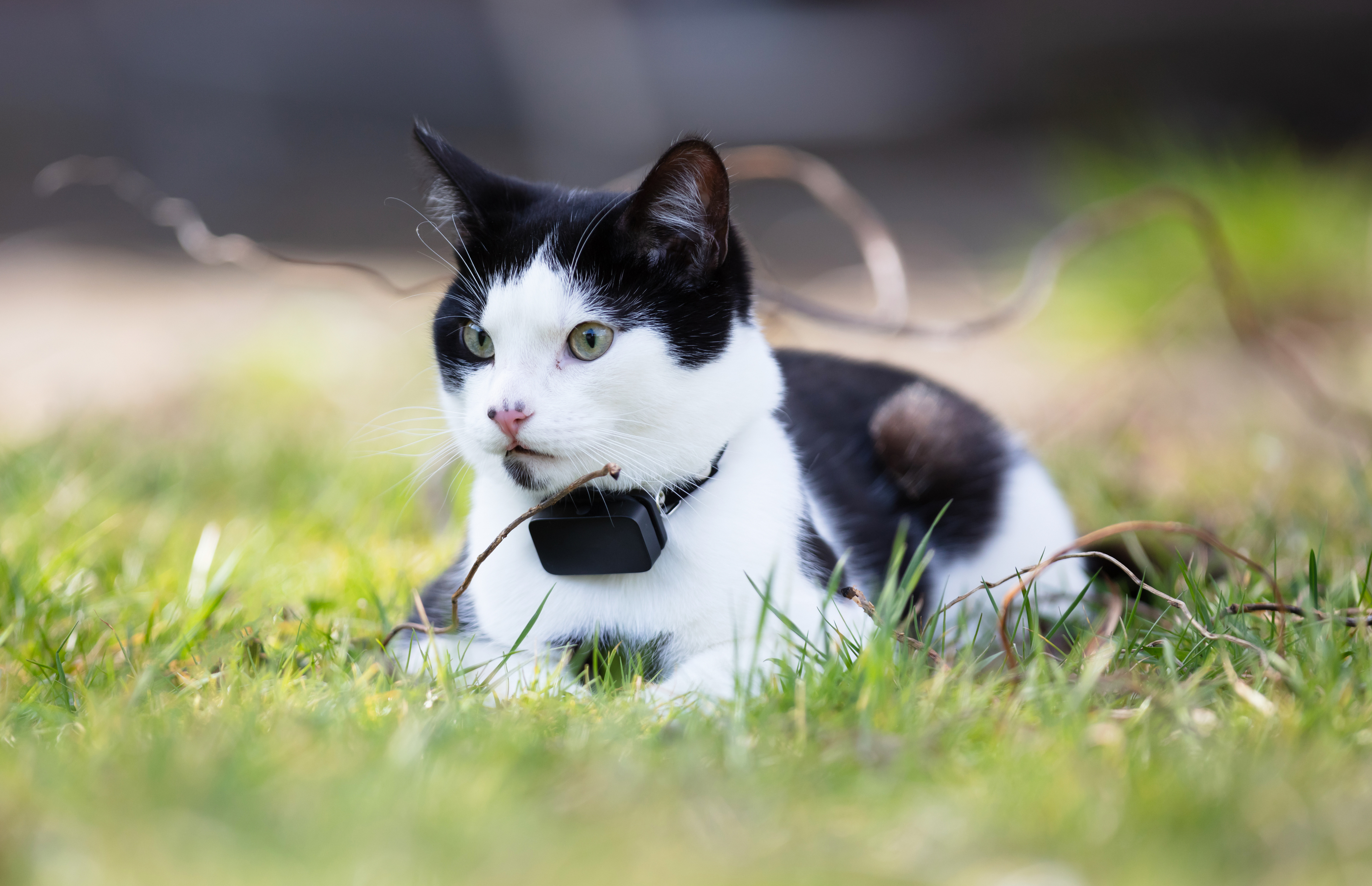A black and white cat laying in the grass wearing a collar with a GPS tracker or Bluetooth tracking device
