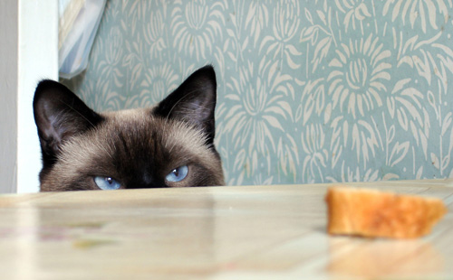 Cat looking at piece of bread on table