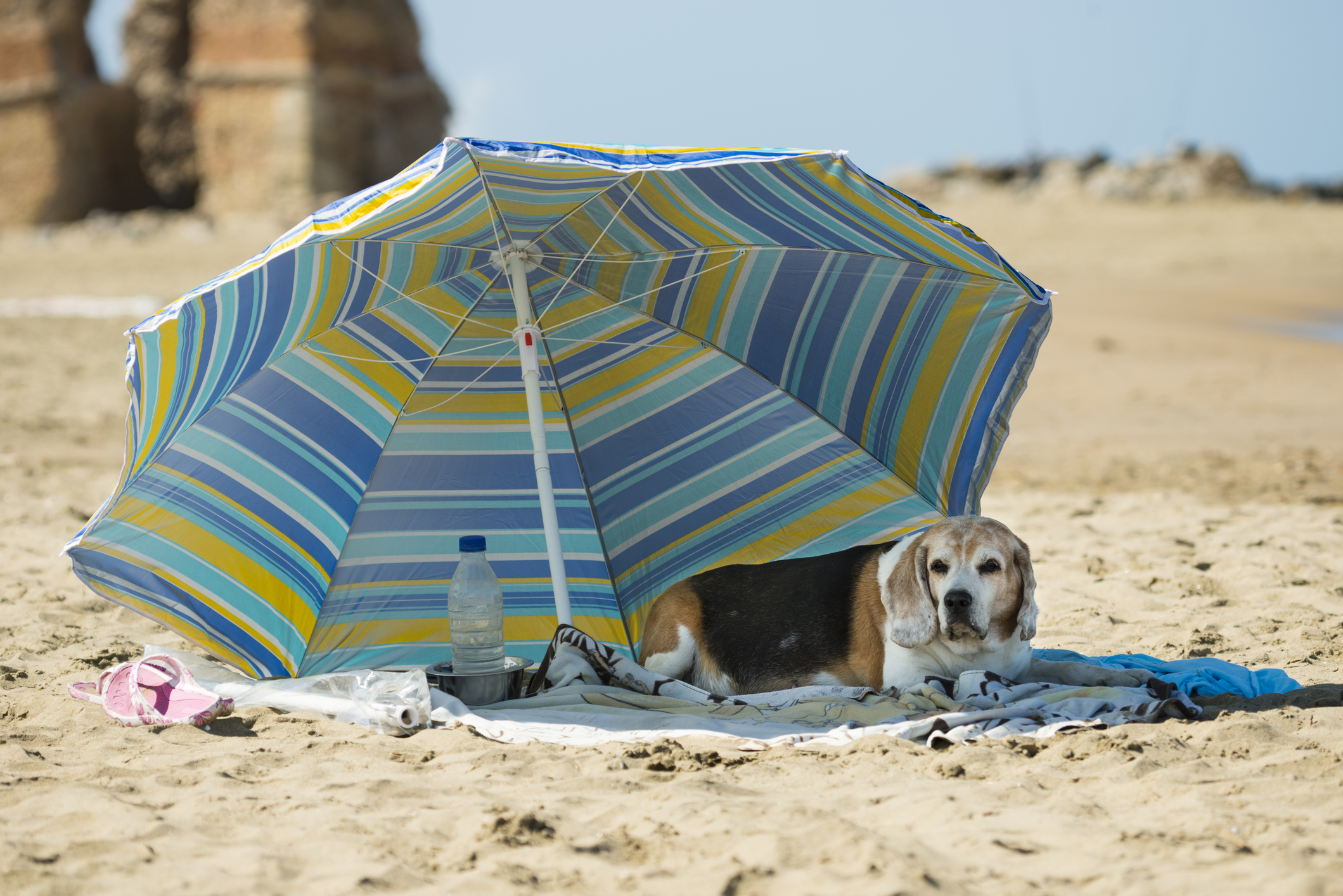 Senior Beagle at the beach staying cool under a shady umbrella