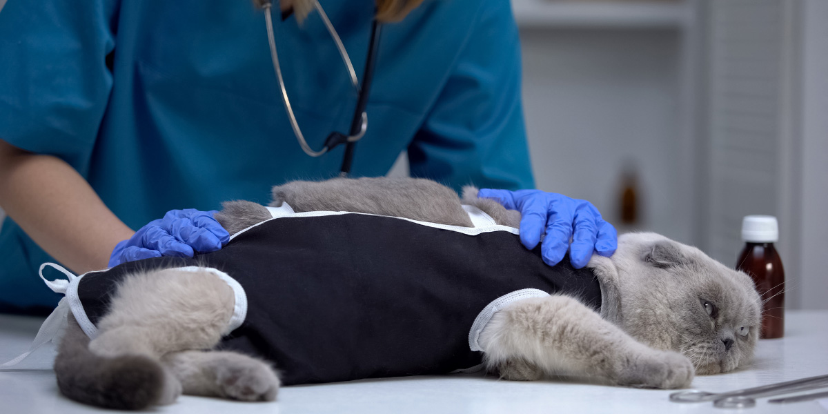 Cat getting spayed