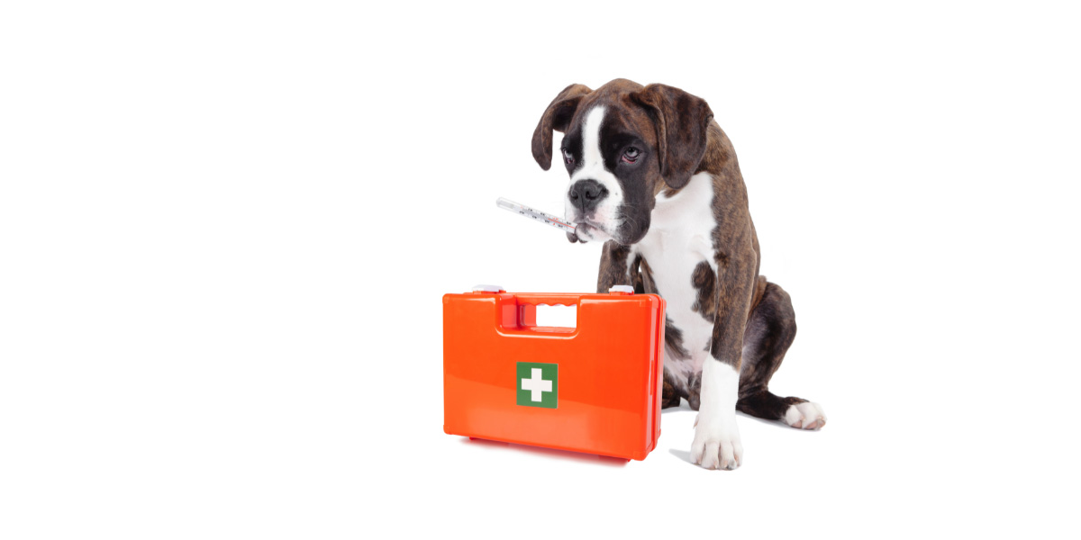First aid kit for dogs