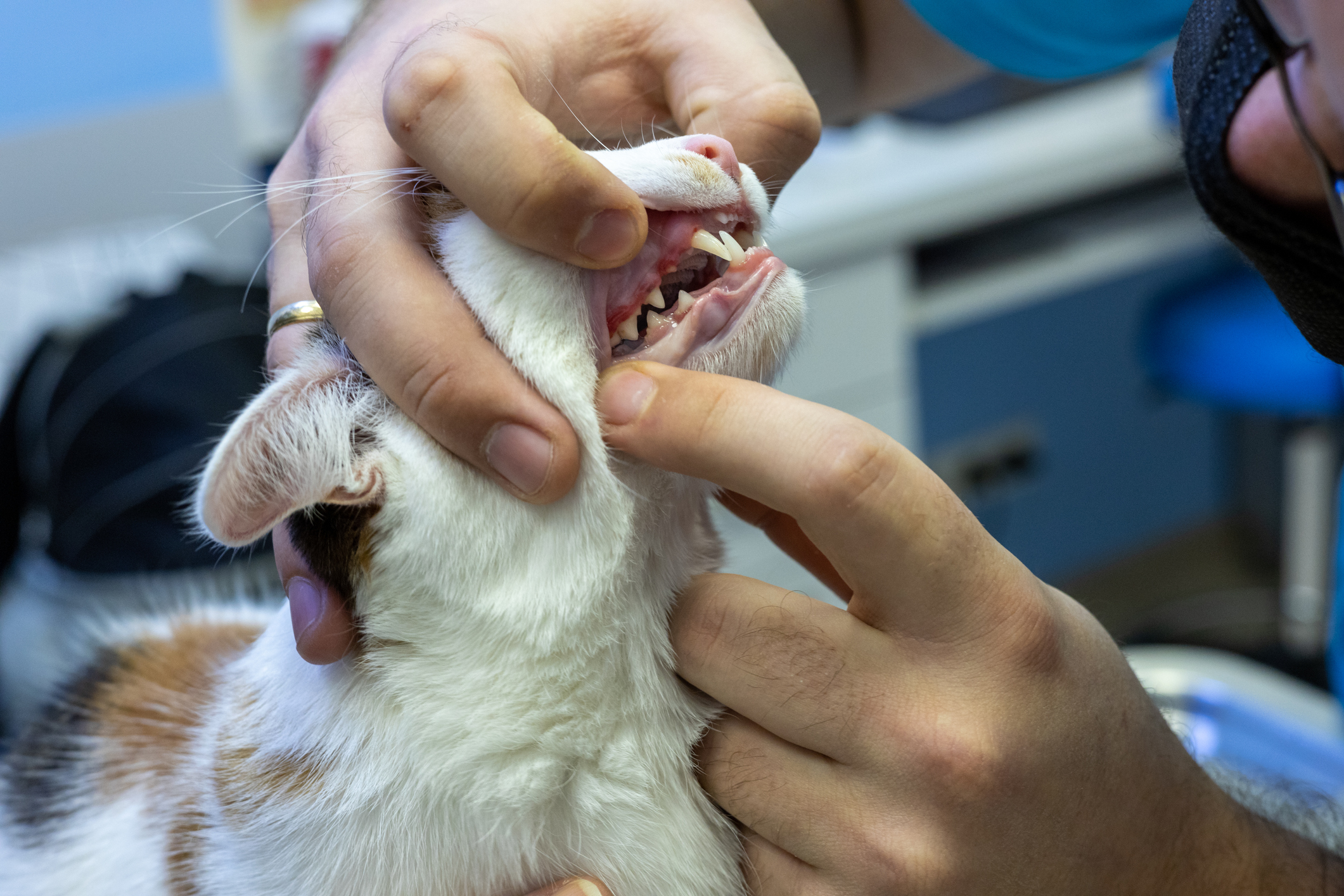 Closeup of veterinarian examining a cat’s teeth for tartar