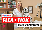 Flea & Tick Prevention with Dr. Lindsay Butzer