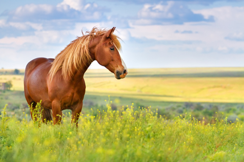Beautiful Brown horse in pasture