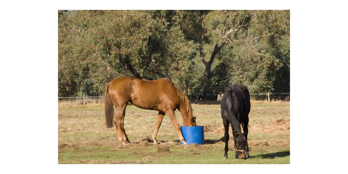 Feed in hot weather Feed in hot weather
