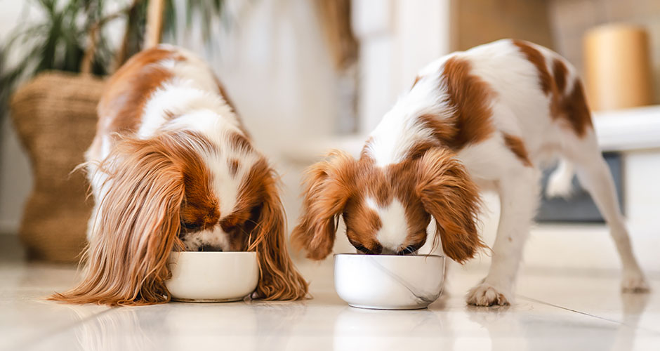 Your Dog’s Feeding Schedule: How Many Meals Should Dogs Eat Per Day?