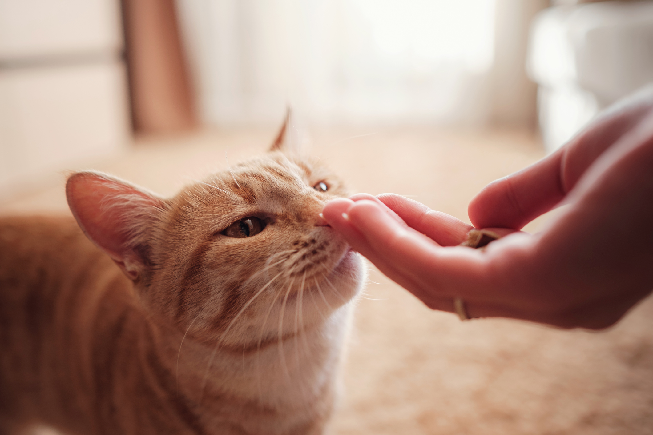  Closeup of person’s hand offering a treat to a curious ginger tabby