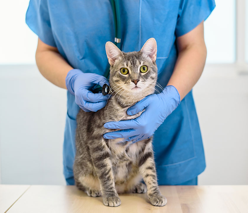 Most pet parents will one day have a dog or cat diagnosed with cancer