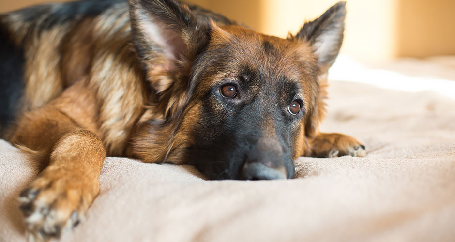 What is Cushing’s Disease in Dogs?