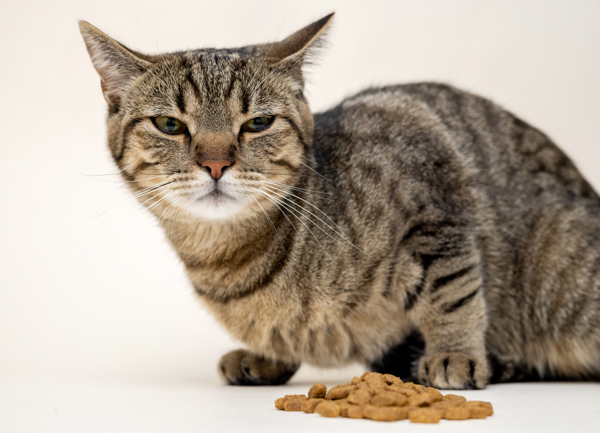 Picky tabby cat scowls and tilts ears back in disgust at a pile of dry