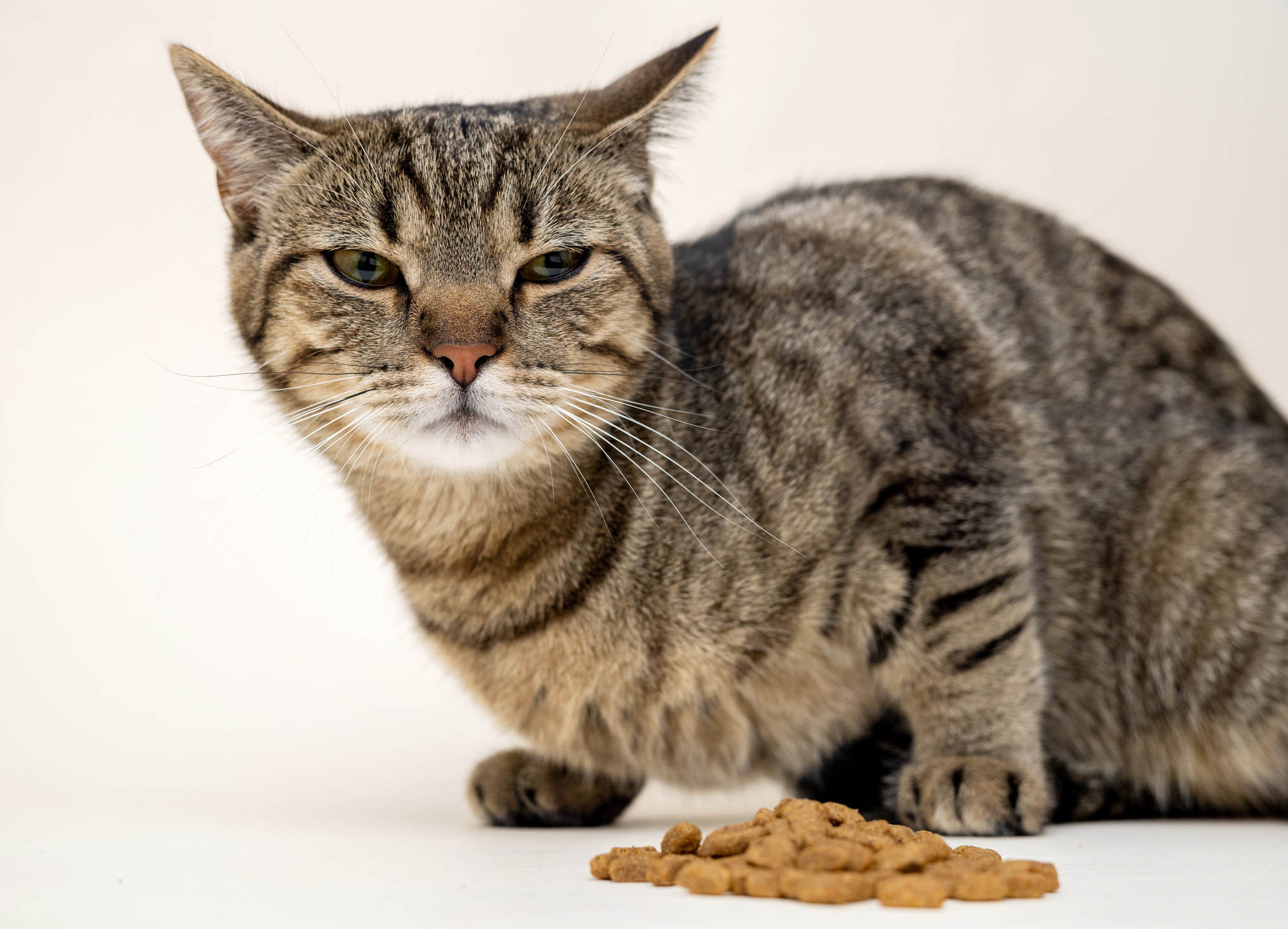  Picky tabby cat scowls and tilts ears back in disgust at a pile of dry cat food 