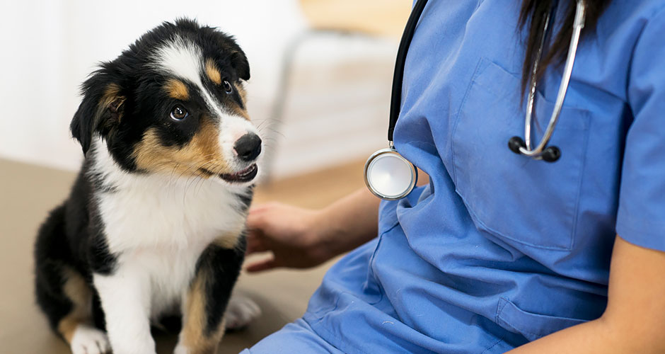 Basic Health And Care For Your New Puppy or Dog
