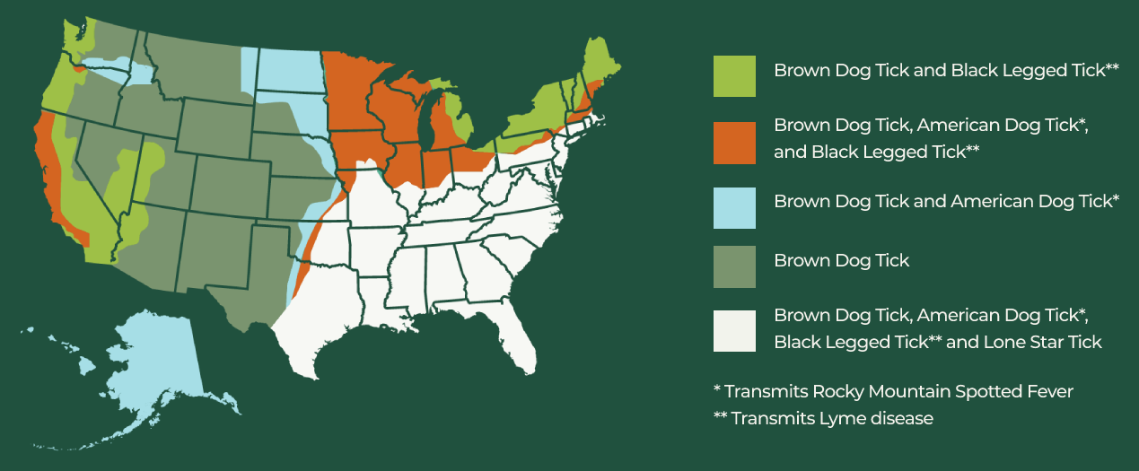 Ticks Can Affect Your Pet in Any Region