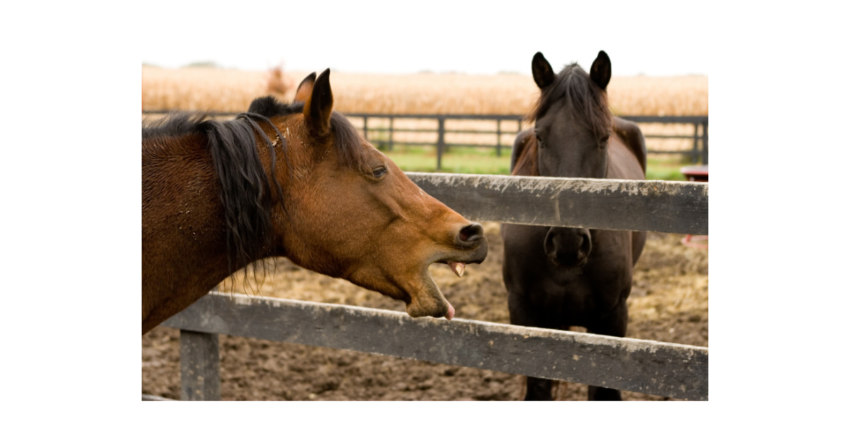 Why is my horse coughing