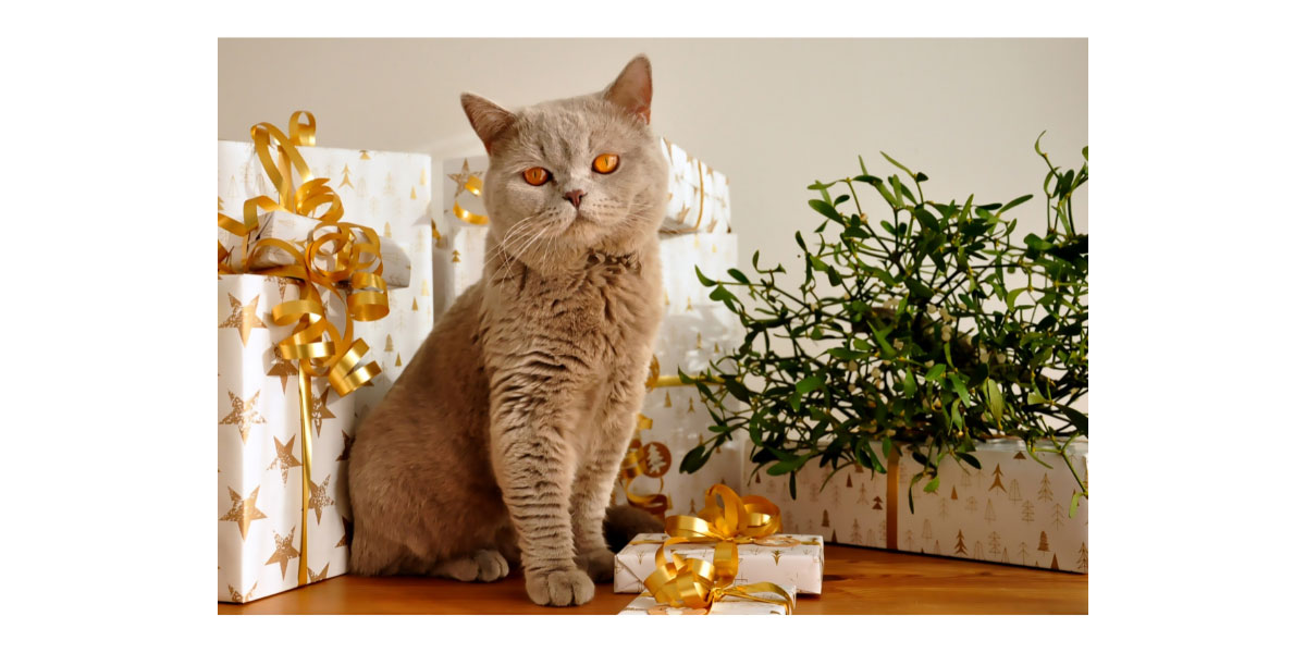 DIY gifts for pets