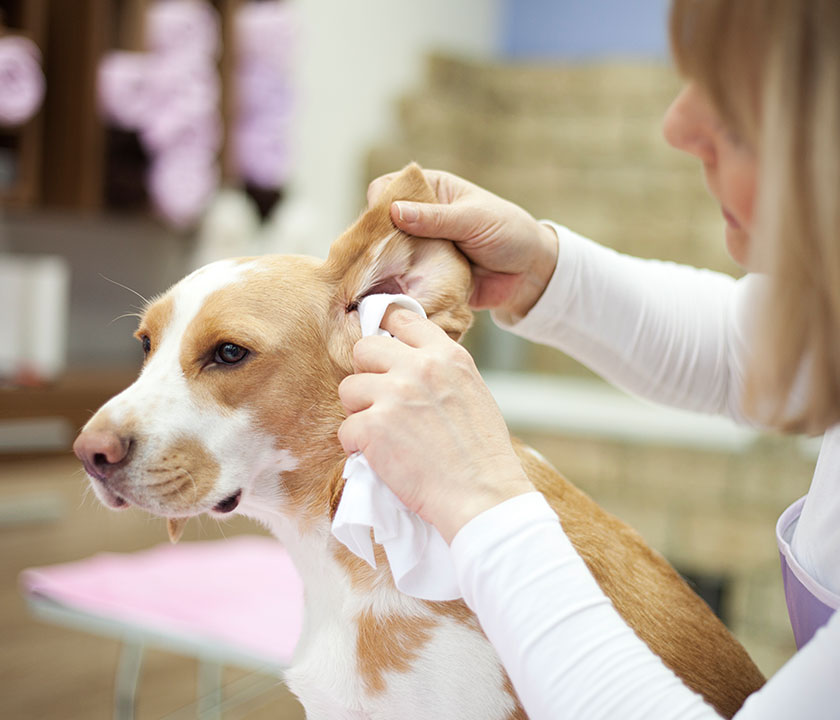 Protect Your Pet's Ear Health