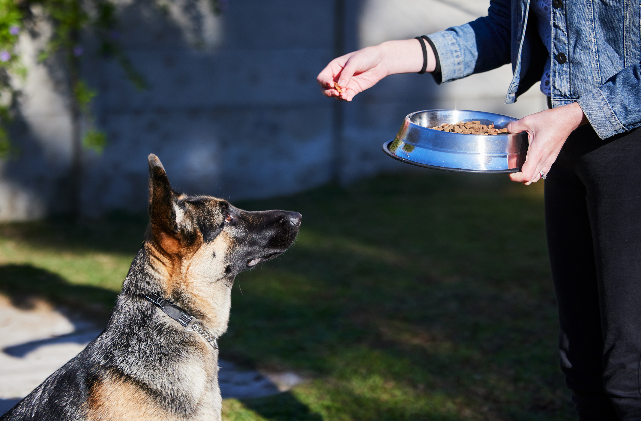 Pet parent gives German Shepherd dog a piece of kibble from a bowl.
