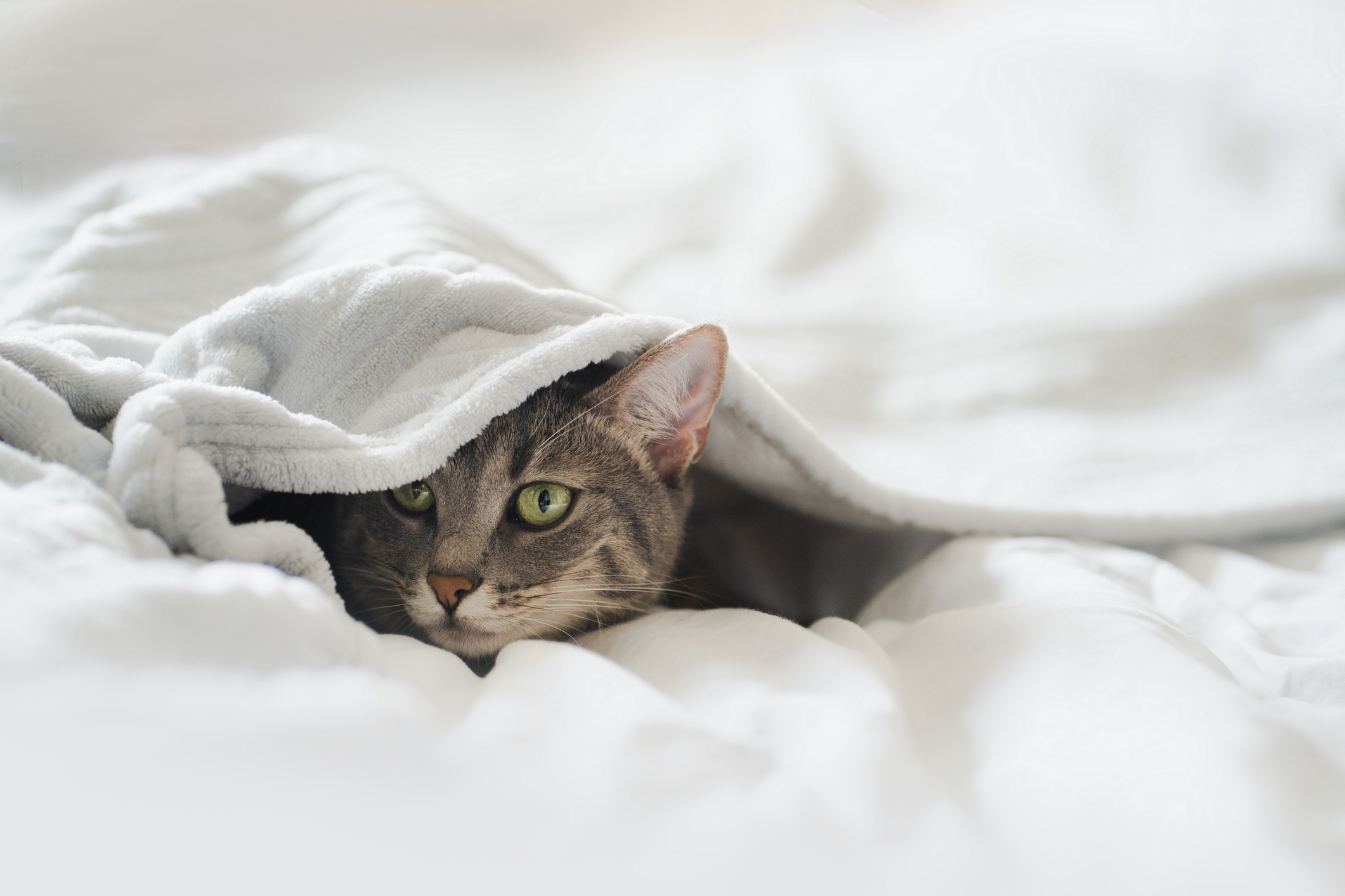 Gray tabby cat hiding under blanket