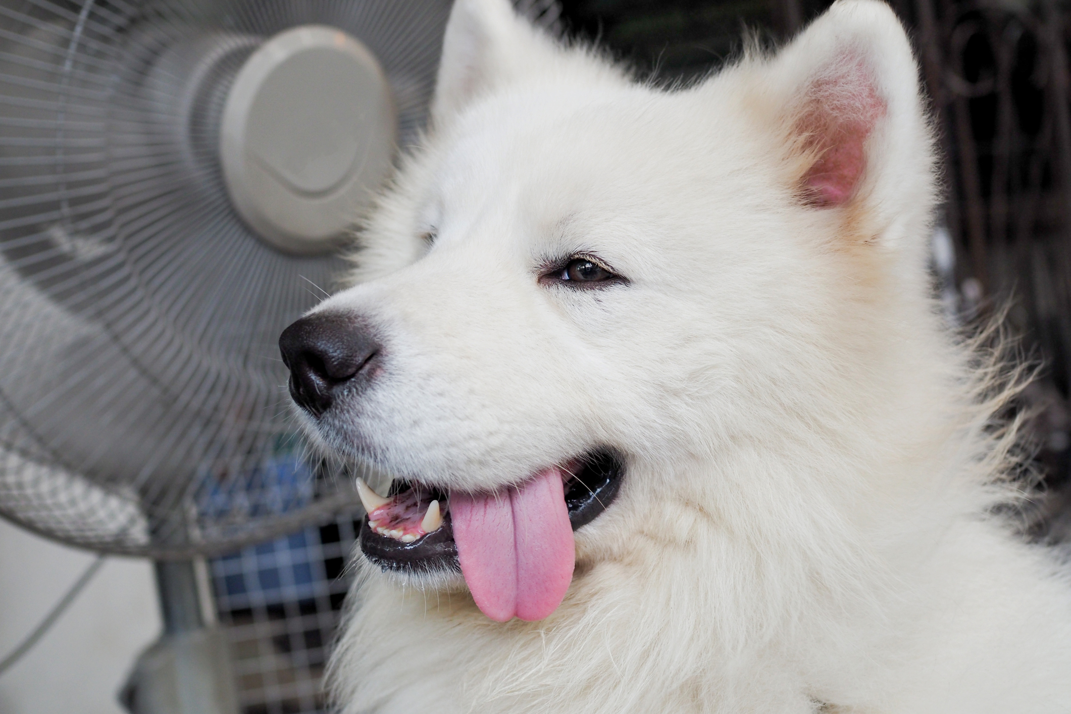 Samoyed staying cool for the summer in front of a fan