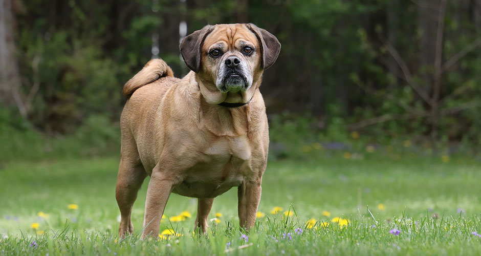 Can Raw Food Help Pets Lose Weight?