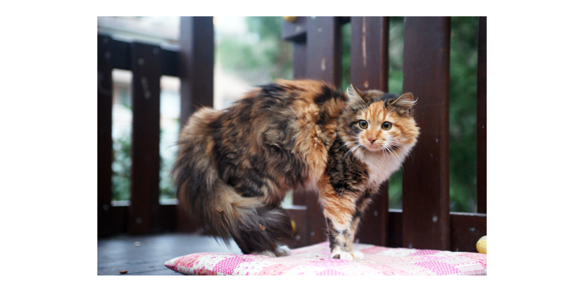 Facts About Tortoiseshell Cats